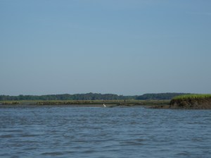 white pelican. no really. white pelican.