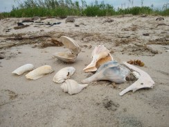 img_20200713_100513504